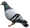 http://pngimg.com/uploads/pigeon/pigeon_PNG3426.png